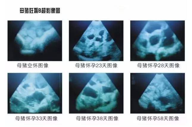 獸用B超機(jī)母豬懷孕檢測(cè)圖